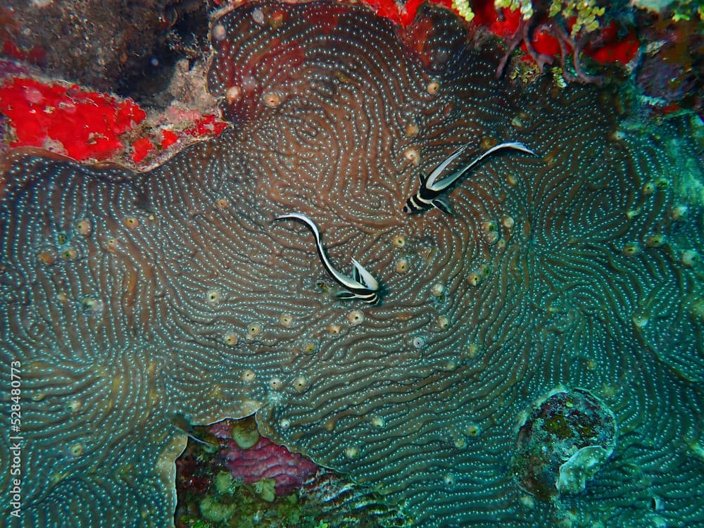 Two juvenile spotted drum above a Lamarcki's sheet coral in the Carribbean, Roatan, Bay Islands, Honduras