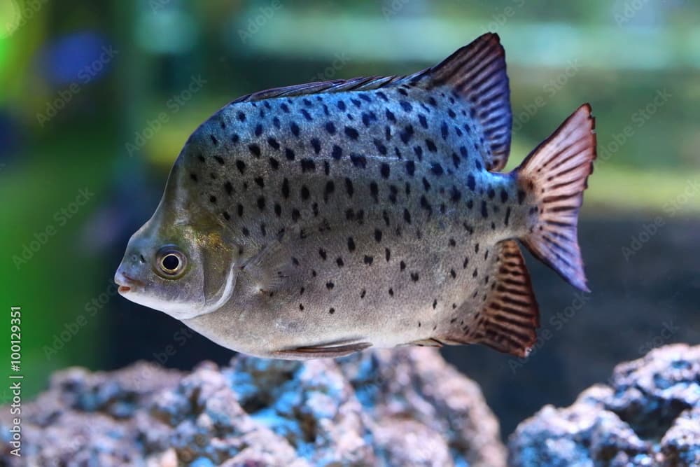 Scatophagus argus. Fish in an aquarium