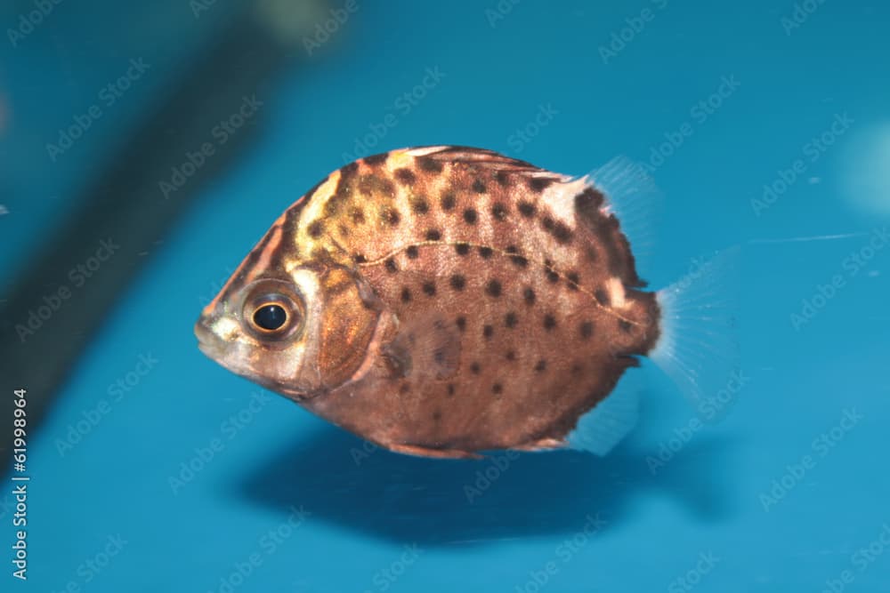 Spotted scat (Scatophagus argus) saltwater aquarium fish