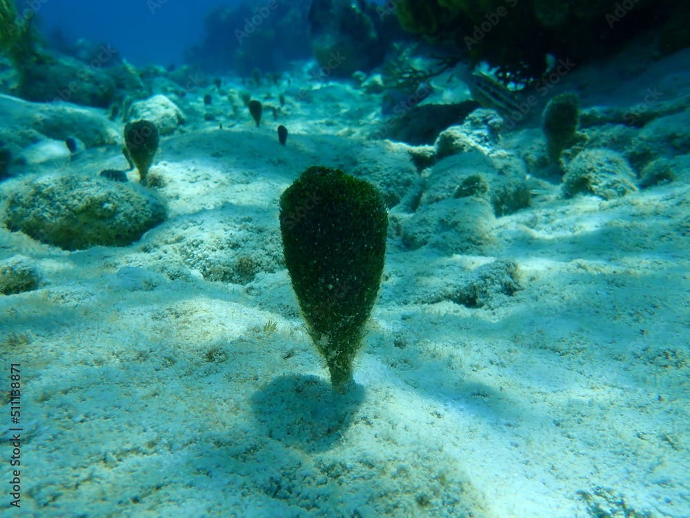 Green algae shaving brush (Penicillus dumetosus) undersea, Caribbean Sea, Cuba, Playa Cueva de los peces