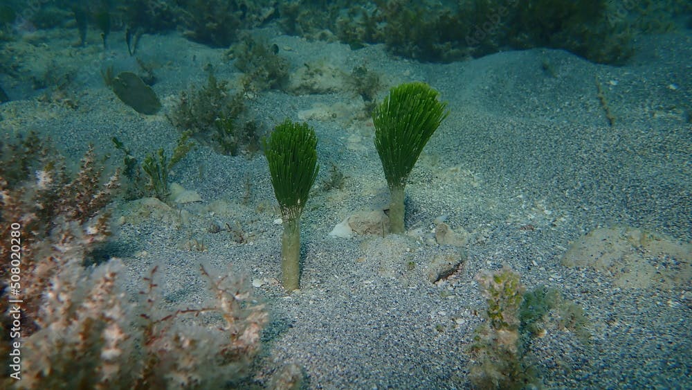 Green algae shaving brush (Penicillus dumetosus) undersea, Atlantic Ocean, Cuba, Varadero