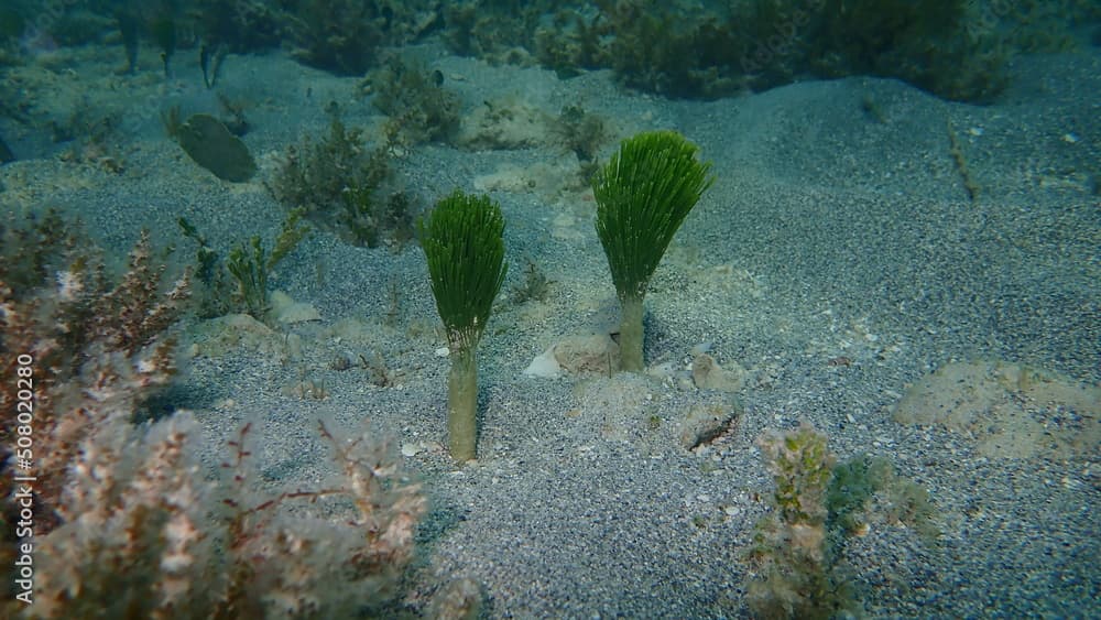 Green algae shaving brush (Penicillus dumetosus) undersea, Atlantic Ocean, Cuba, Varadero