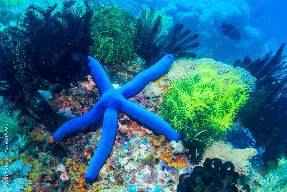 Blue sea star on coral. The Island Of Mindoro. Philippines.