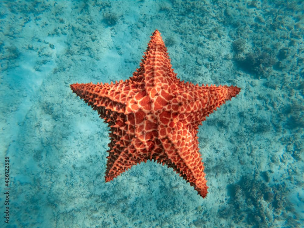 Huge red starfish underwater in the blue clear sea. concept of holiday, vocation and relaxing 