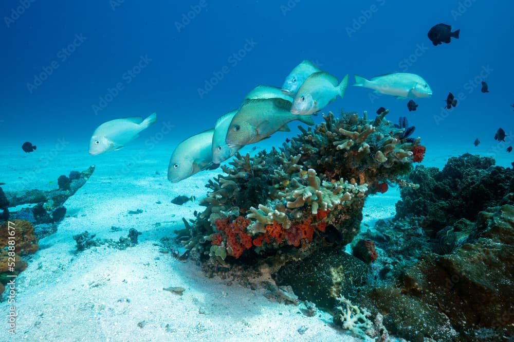 Gold spotted sweetlips, Plectorhinchus flavomaculatus, Raja Ampat Indonesia