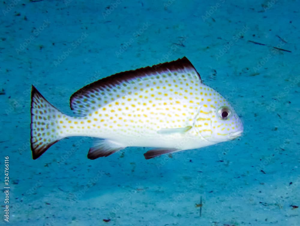 A Gold-spotted Sweetlips (Plectorhinchus flavomaculatus)