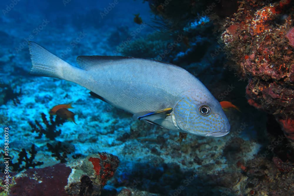 Goldspotted sweetlips fish