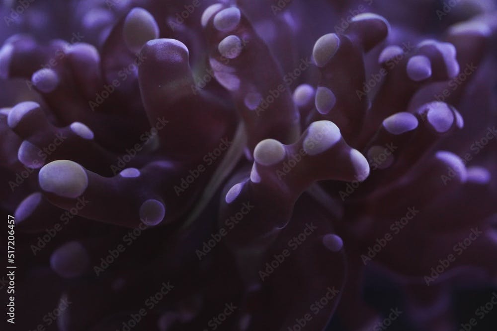 Euphyllia paradivisa purple close up shot