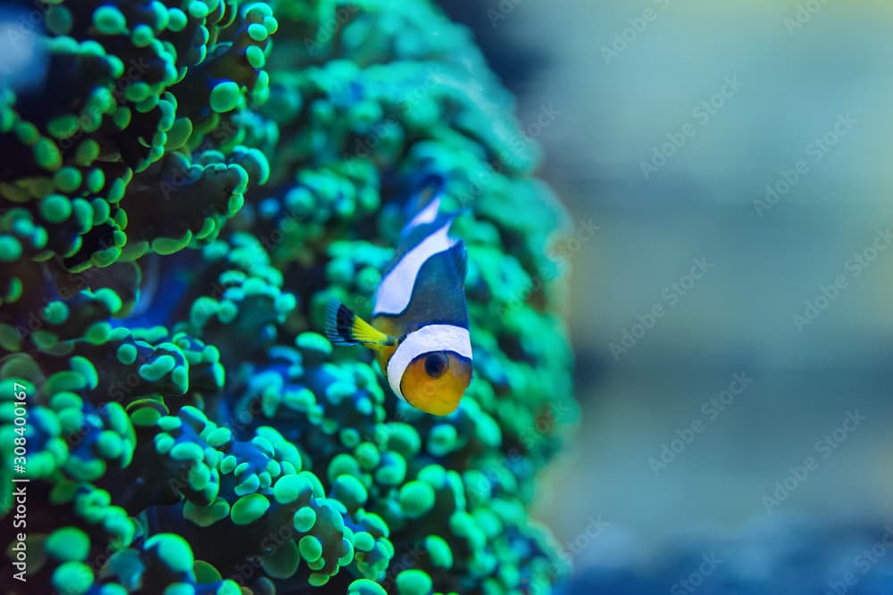 frogspawn coral, Euphyllia paradivisa