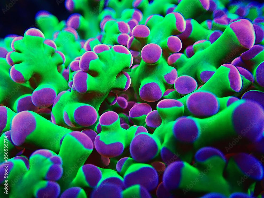 Amazing colorful Euphyllia divisa aka Frogspawn LPS coral