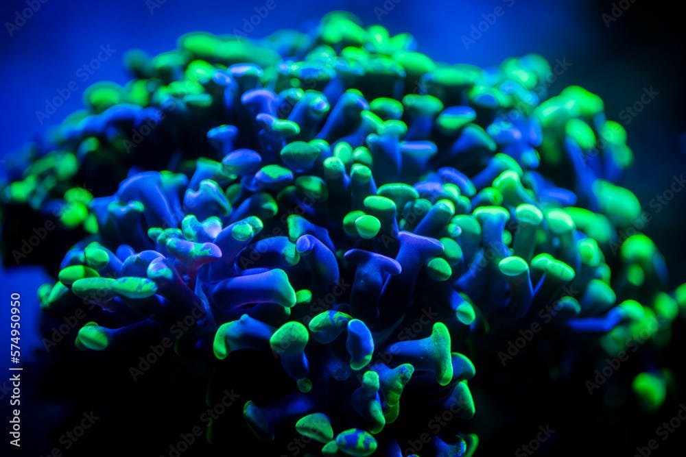 selective focus of Euphyllia parancora (LPS coral) showing its green fluorescence color on a reef aquarium - macro close up