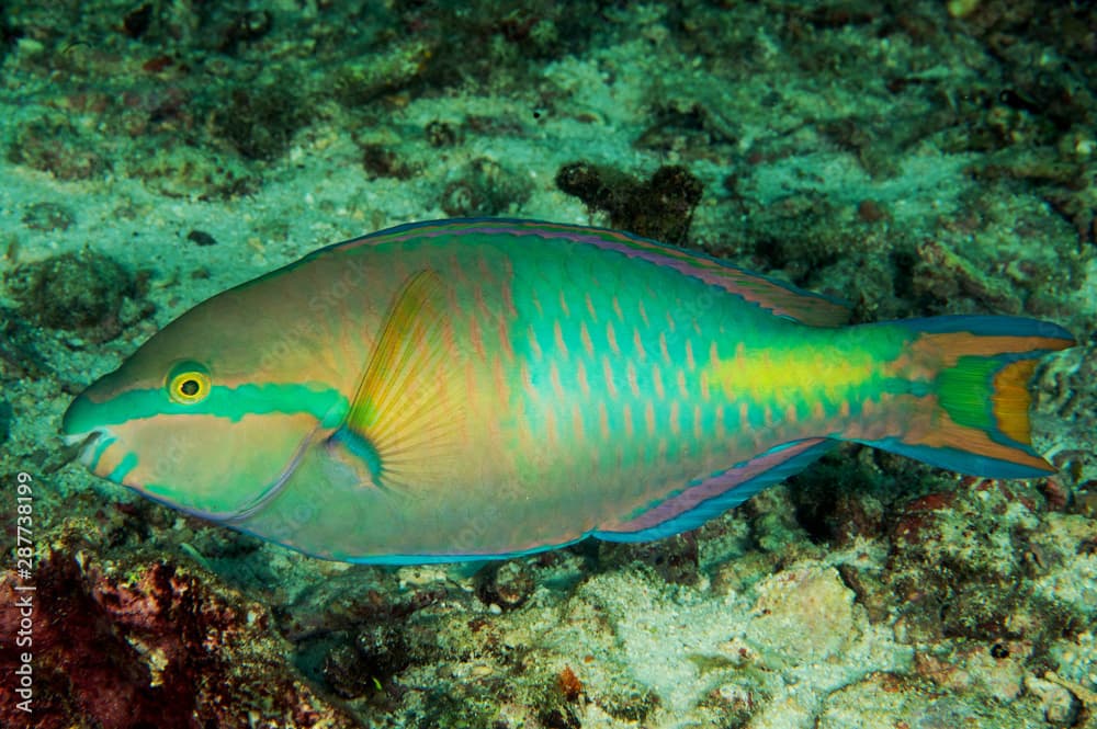 Yellowfin parrotfish, Scarus flavipectoralis, Raja Ampat Indonesia