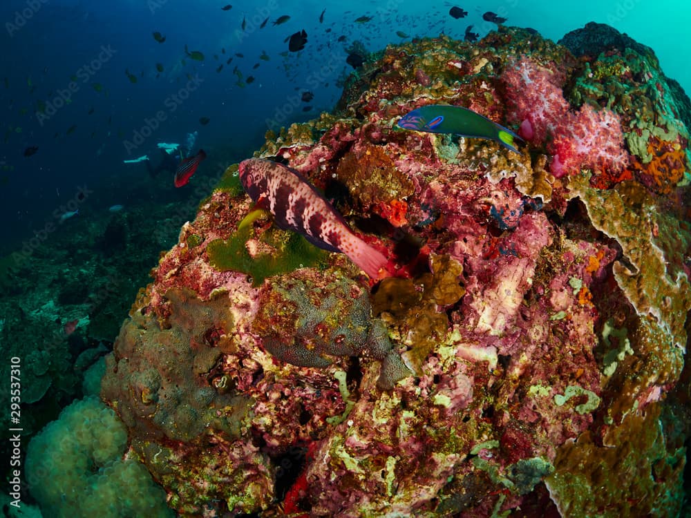 Bluemoon Parrotfish and Crescent Wrasse