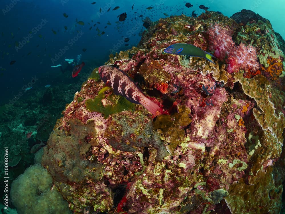 Bluemoon Parrotfish and Crescent Wrasse