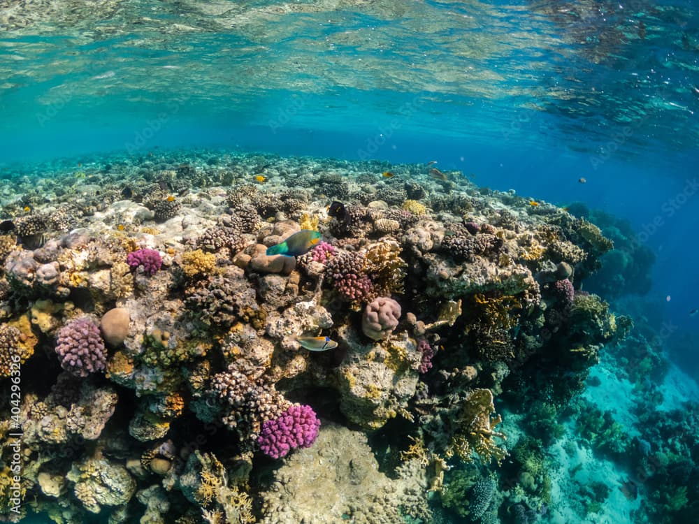 Picasso trigger fish and parrotfish near coral reef  in the Red Sea