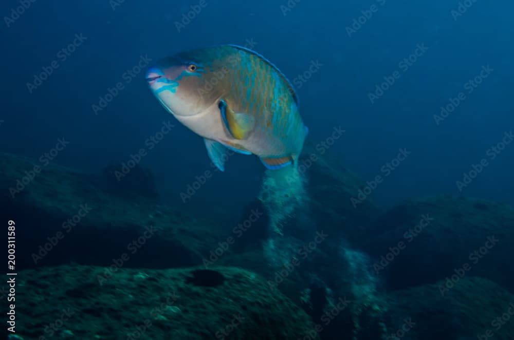  parrotfish, feeding in a shipwreck at night. reefs of the Sea of Cortez, Pacific ocean. Cabo Pulmo, Baja California Sur, Mexico.