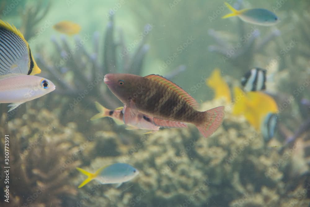 Under water photo, small Parrot fish in coral reefs, Tropical ocean, Palau, Pacific