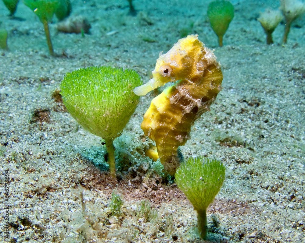 Yellow seahorse attached to a marine plant