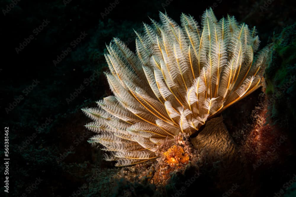 Feather duster worm (Sabellastarte spectabilis) on the reef off the Dutch Caribbean island of Sint Maarten