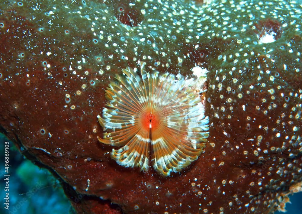 Split-Crown Feather Duster in Caribbean Sea near Cozumel Island, Mexico