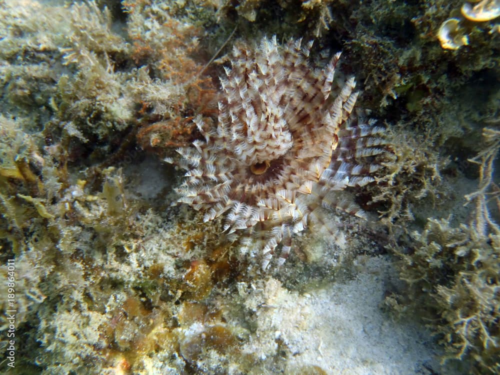 sabellidae in the sea