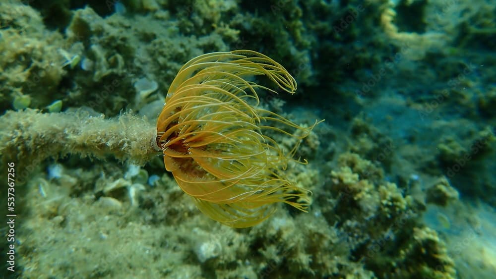 Marine polychaete Mediterranean fanworm or feather duster worm, European fan worm (Sabella spallanzanii) undersea, Aegean Sea, Greece, Halkidiki