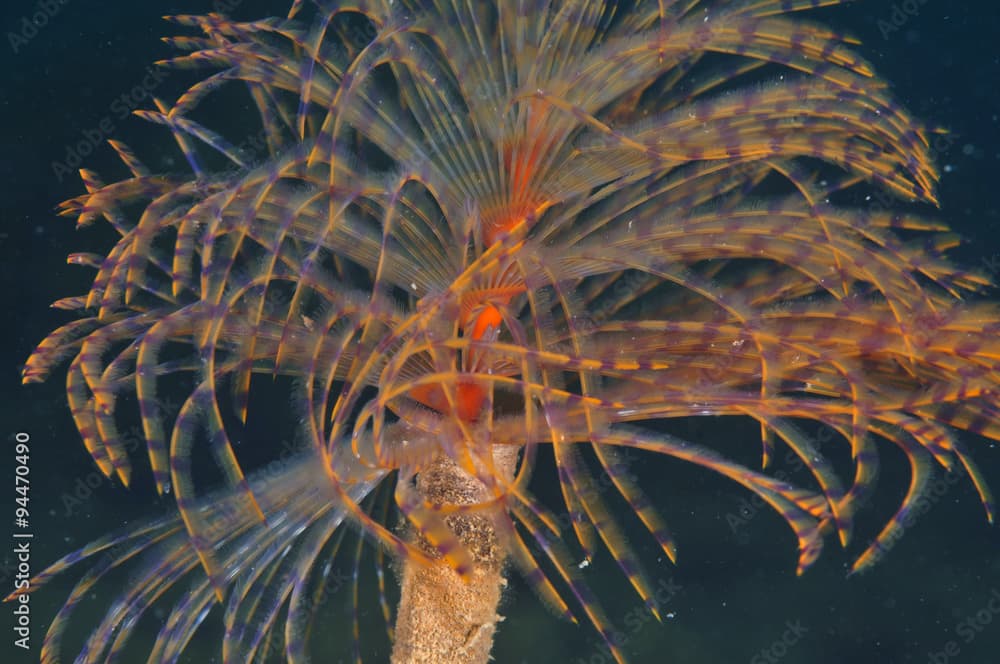 Sabella spallanzanii - beautiful but unwelcome visitor in southern Pacific.