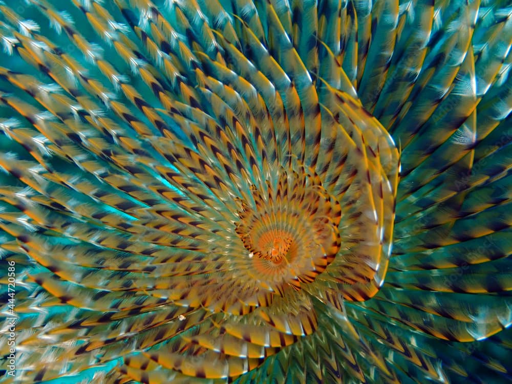 Mediterranean fanworm in Adriatic sea, Croatia
