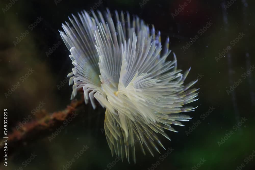 Mediterranean fanworm (Sabella spallanzanii)