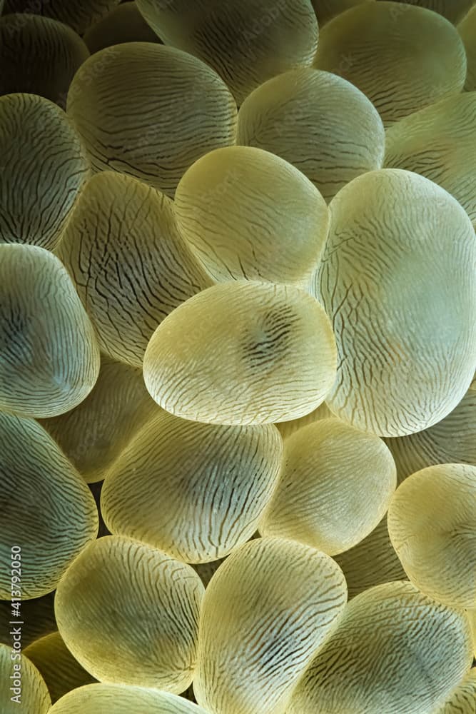 A close-up of Lichtenstein's bubble coral (Physogyra lichtensteini).