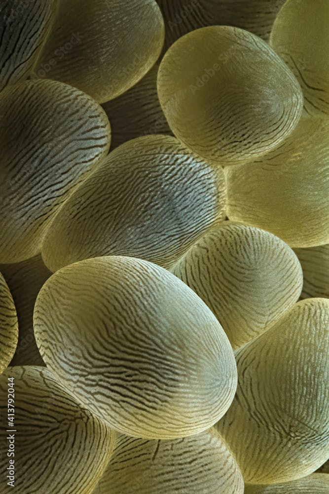 A close-up of Lichtenstein's bubble coral (Physogyra lichtensteini).