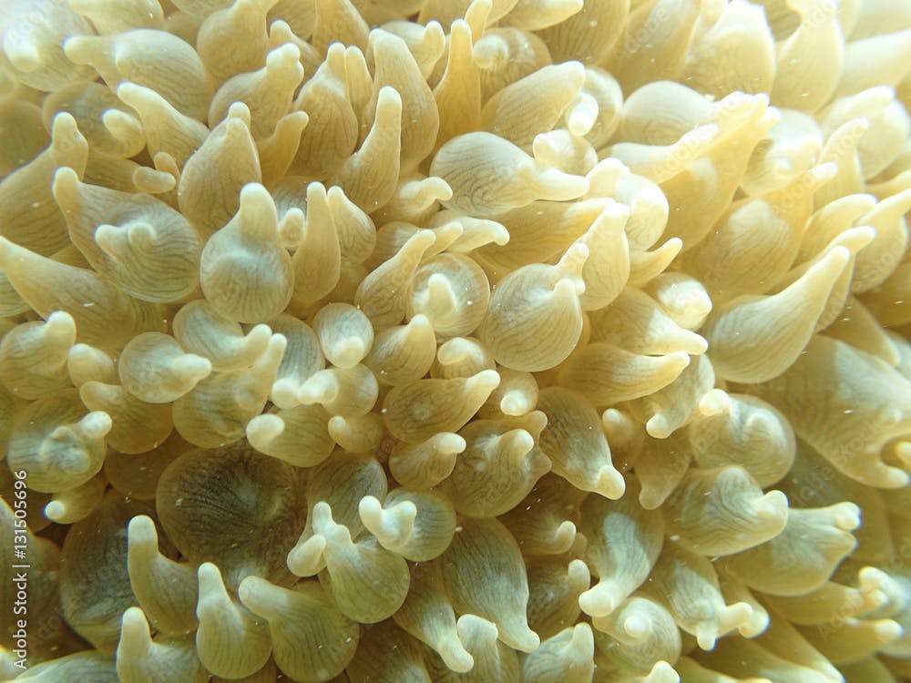 Bubble or Condom Coral (Physogyra lichtensteini), Cerf Island, Seychelles