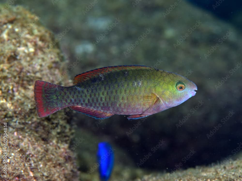 オビブダイの幼魚
