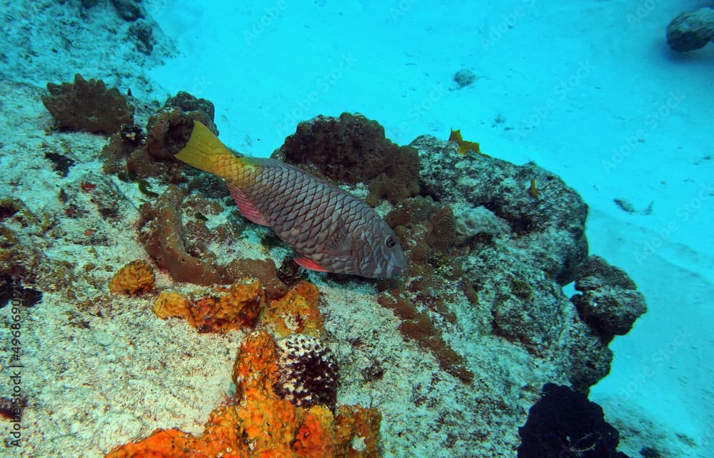 Yellowtail Parrotfish in Caribbean Sea near Cozumel Island, Mexico