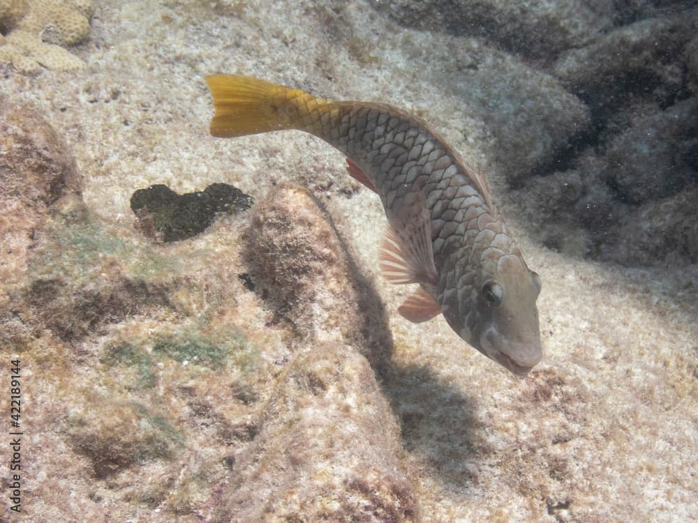 Yellowtail Parrotfish