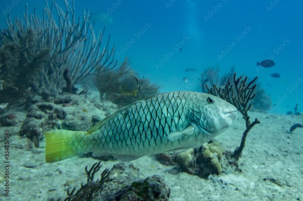 Yellowtail Parrotfish in the Caribbean