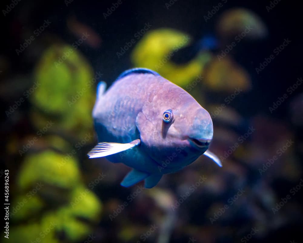 Yellowtail Parrotfish