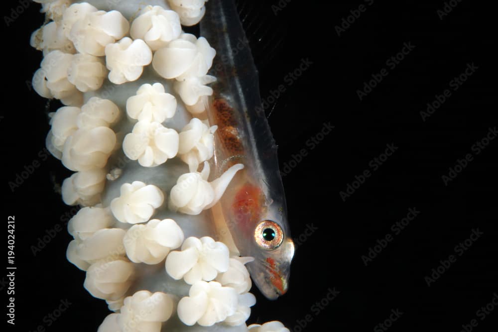 Whip Coral Goby (Bryaninops yongei) on a White Whip Coral. Anilao, Philippines