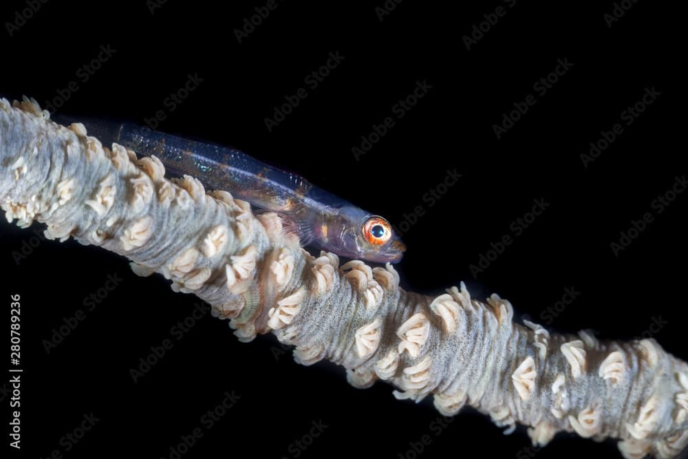 Whip coral goby, Bryaninops yongei