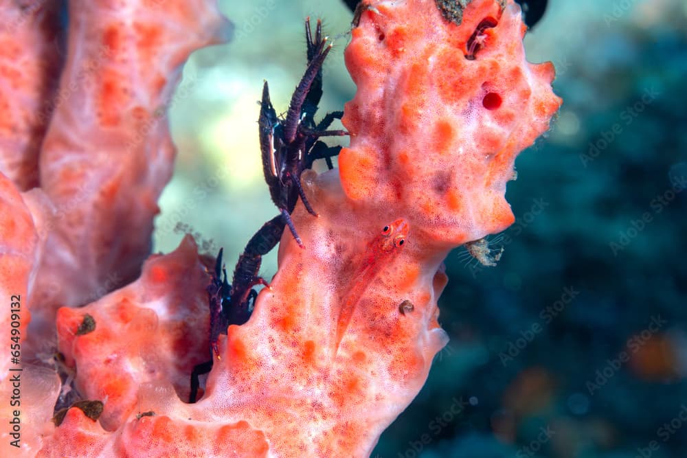 Squat lobsters and whip coral goby