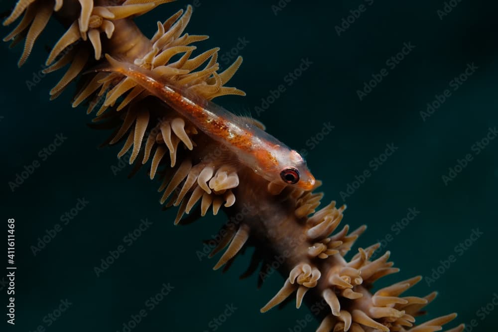 Whip coral goby (Bryaninops yongei) on a whip coral (Cirrhipathes sp.) near Kapalai, Malaysia