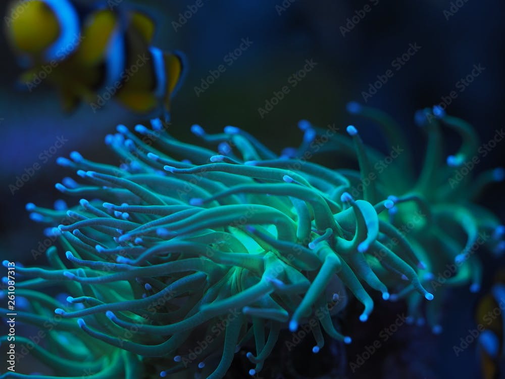 Euphyllia glabrescens Koralle Meerwasser