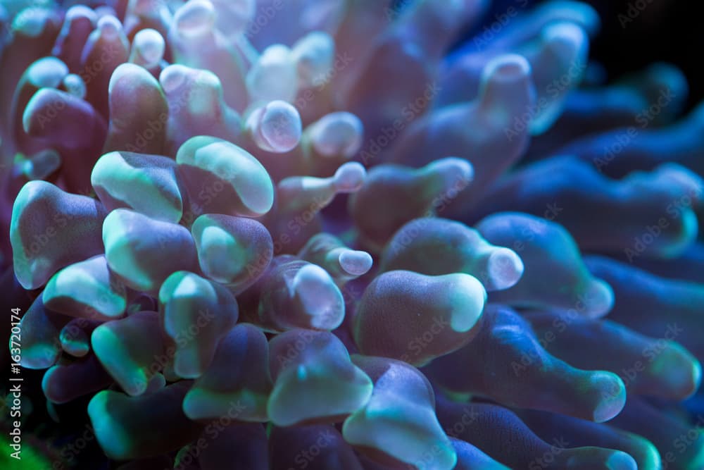 Torch coral