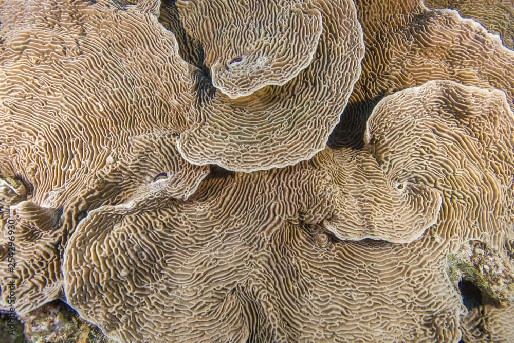 Serpent Coral (Pachyseris speciosa) Red Sea, Egypt, Red Sea, Egypt, Africa