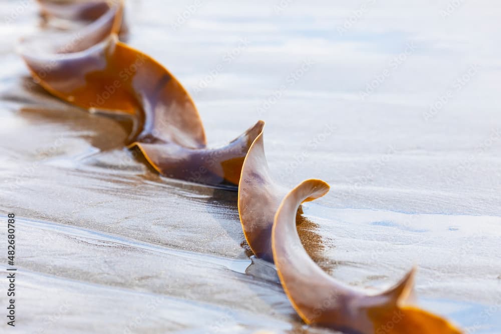 Seaweed or Laminaria lies on the sand by the ocean, Kunashir Island