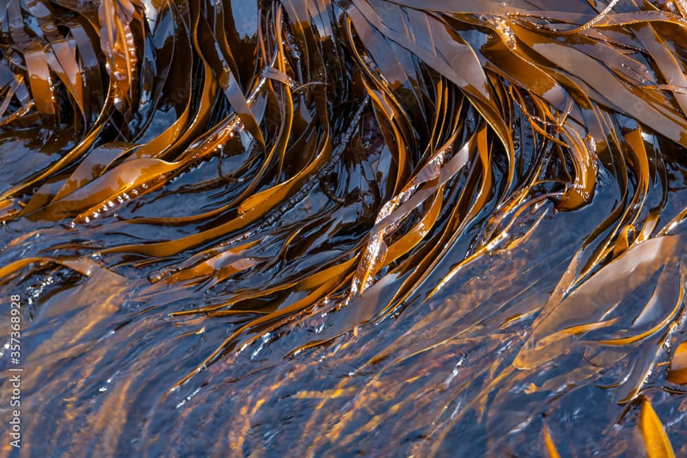 Oarweed in clear sea water in Norway