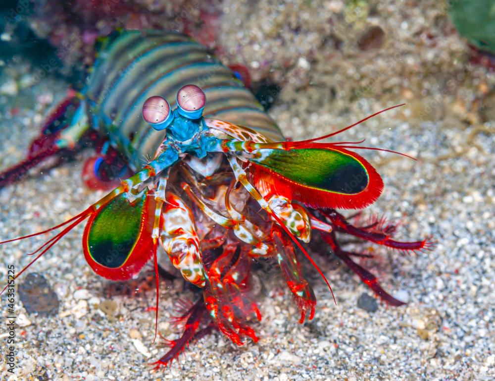 Coral reef South Pacific Sulawesi, , Mantis shrimp