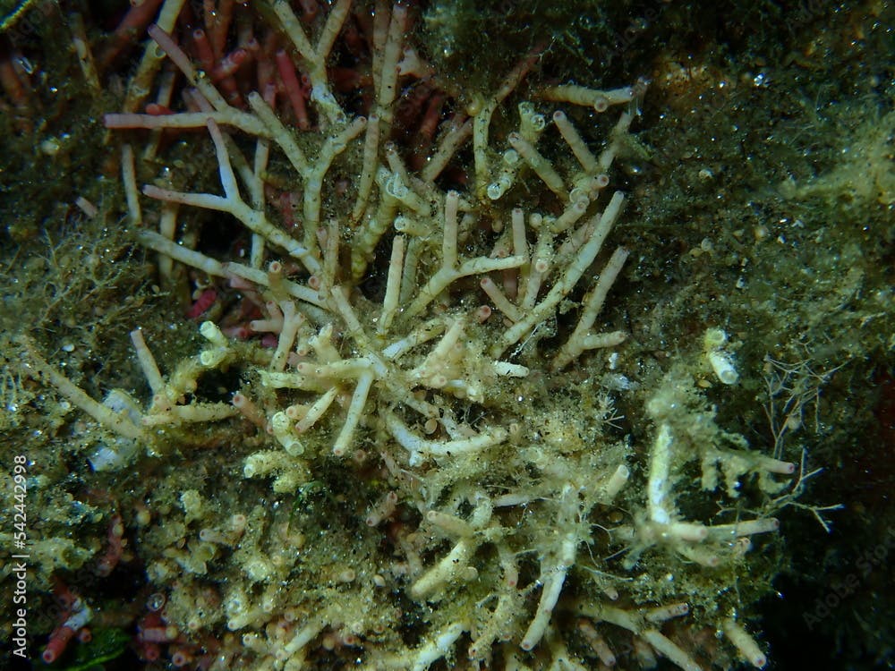 Red algae Amphiroa cryptarthrodia close-up undersea, Aegean Sea, Greece, Halkidiki