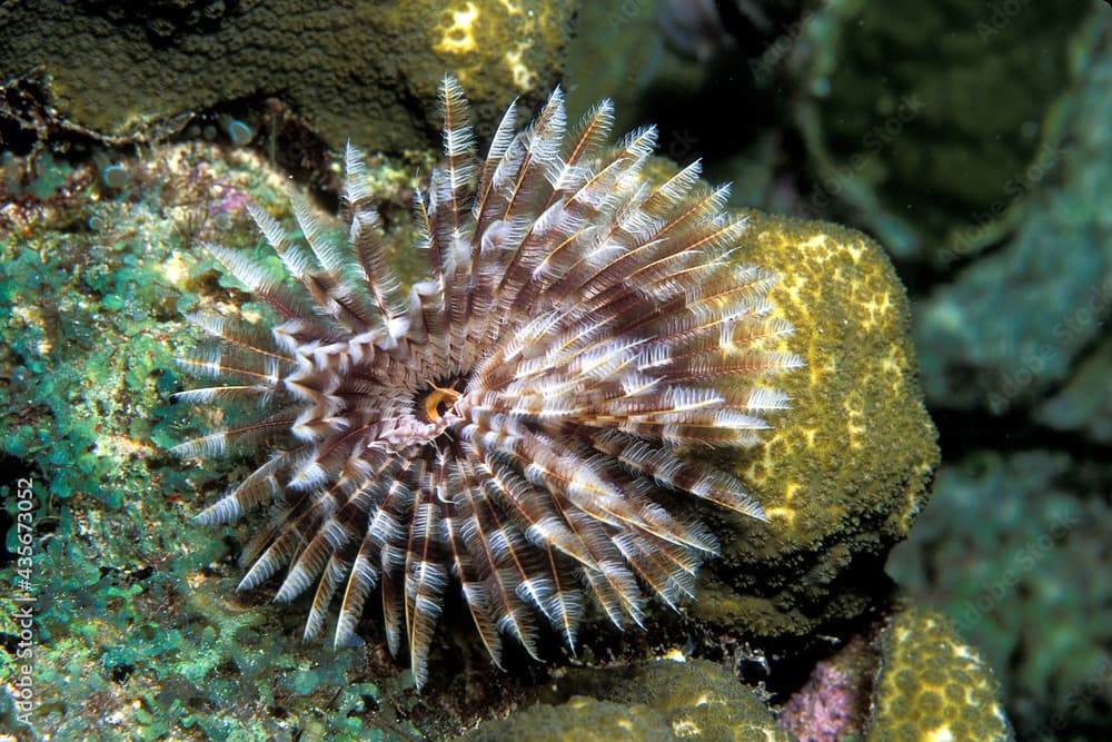 Magnificent Feather Duster worm underwater in the Caribbean, Sabellastarte magnifica