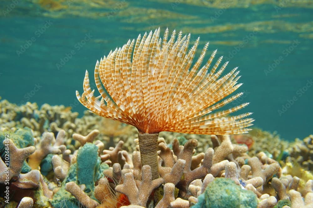 Marine worm Sabellastarte magnifica on coral reef